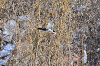 Flight. / ***