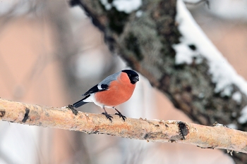 Bullfinch / ***