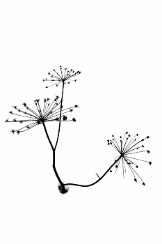 Flowers / ***