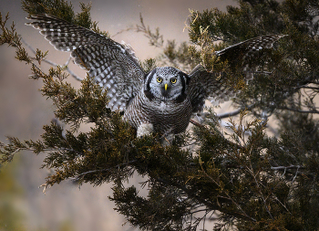 Northern hawk-owl / Northern hawk-owl
