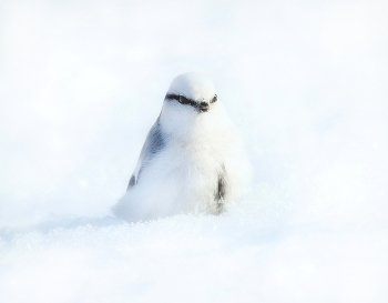 Schneewittchen / ***