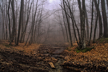 Foggy Krim Holz / ***