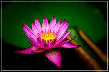 Paradies Blume / ***