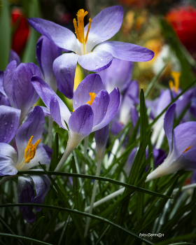 Krokusse / ***