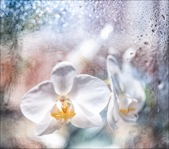 Die Farbe des Frühlings. / ***