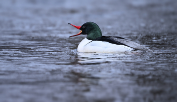 Common merganser (m) / **Common merganser (m)*