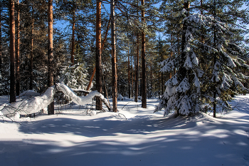 Im Frühjahr Wald / ***