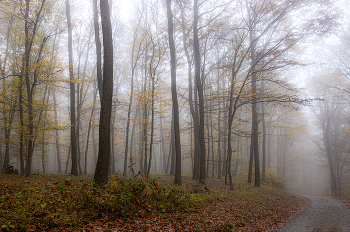 Traurige Stimmung / ***