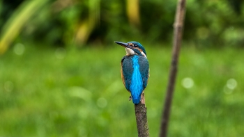 Eisvogel / Eisvogel auf Beobachtungsposten