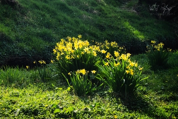 Kurz vor Ostern / Wilde Narzissen am Bach