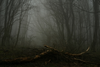 Foggy morning / ***