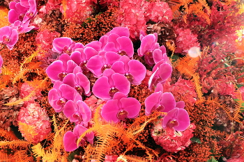 Orchids / ***