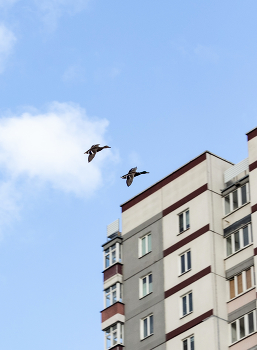 Aerobatics / ***