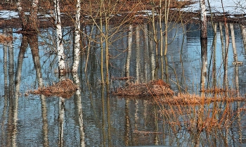 Frühling / ***