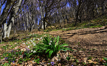 Schneeglöckchen gefaltet / ***