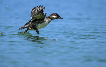 Bufflehead (f) / Bufflehead (f)