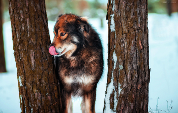 Dog / ***