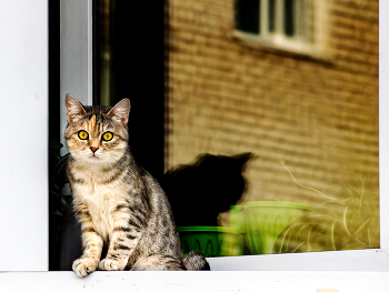 Window to the World / ***