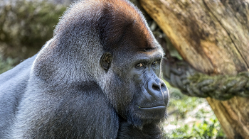  / mein Blickkontakt mit dem Gorillachef
