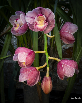 Orchid / ***