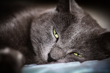 Sleepy Katze / ***