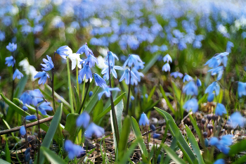 Scilla / ***