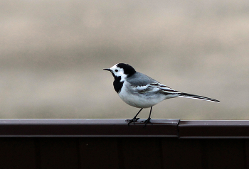 Wagtail / ***