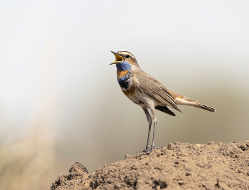 Bluethroat / .....
