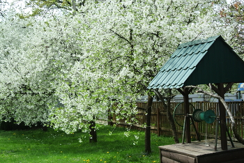 The Cherry Orchard / ***