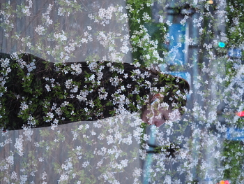 @tutstreet / @tutstreet spring