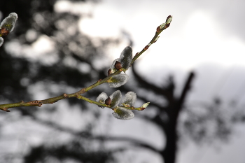 Pussy-willow / ***