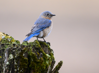 Eastern Bluebird (f) / Eastern Bluebird (f)