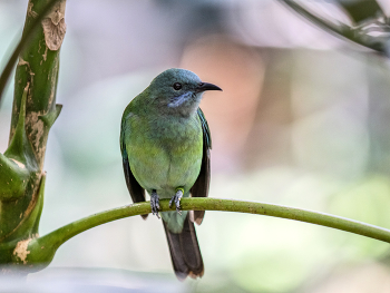  / Blattvogel