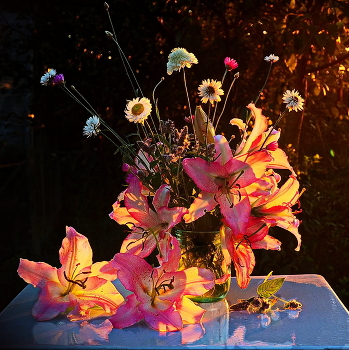 In sunset light / ***