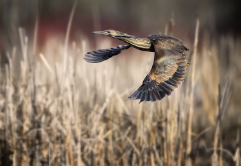 American bittern / American bittern