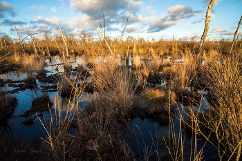 Sumpf / ***