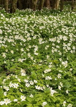 Spring / ***