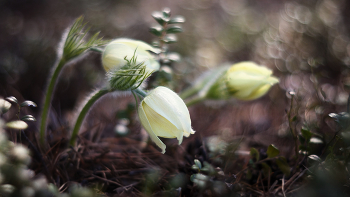 Pasque-flower / ***