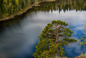 Pine / ***