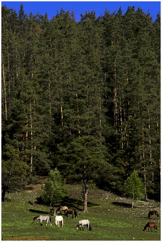 Bashkortostan / ***