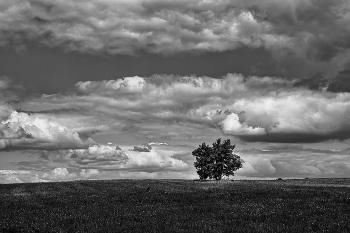 Tree / ***