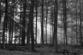 Fog dissipates / ***