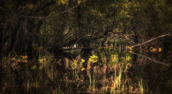 Flood 2 / ***
