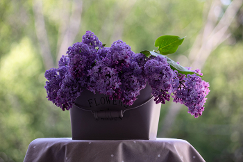 Lilac Time / ***