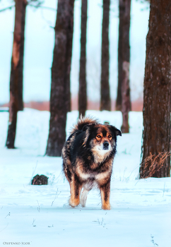 Dog / ***