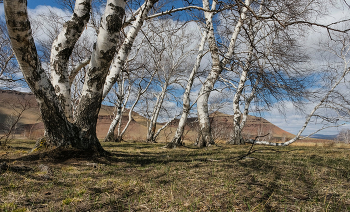 Birches / ***