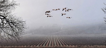 Vimbodí - dia de boira - Conca de Barberà / Vimbodí - dia de boira - Conca de Barberà