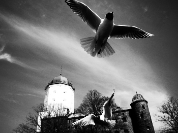 SEAGULL / ***