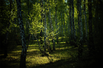Spring Forest / ***