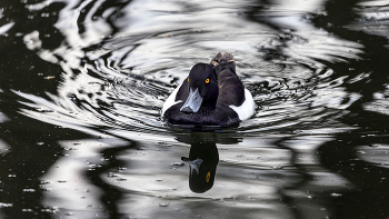 Reflection / ***